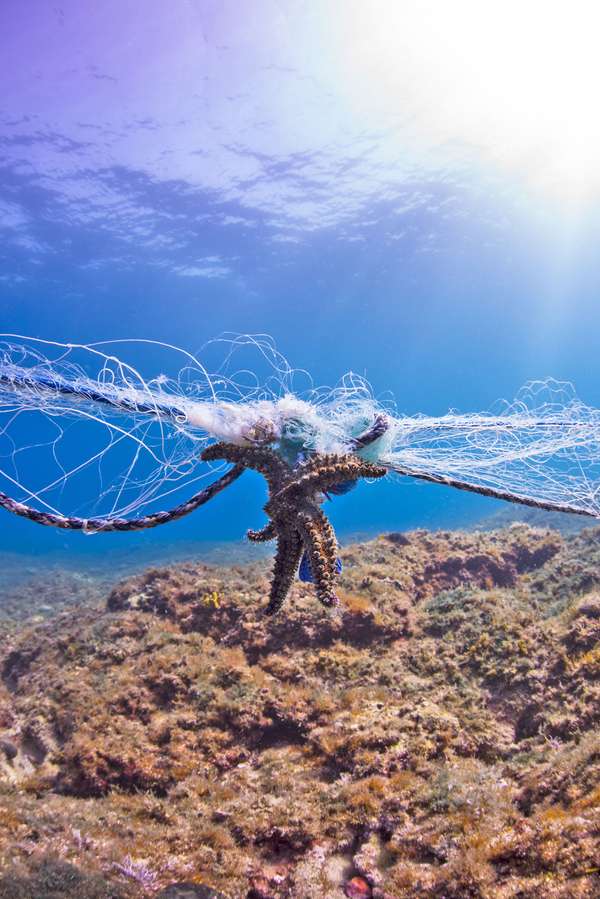 Star fish entangled in gillnet