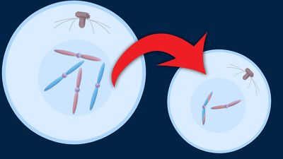 The process of gamete formation in meiosis explained