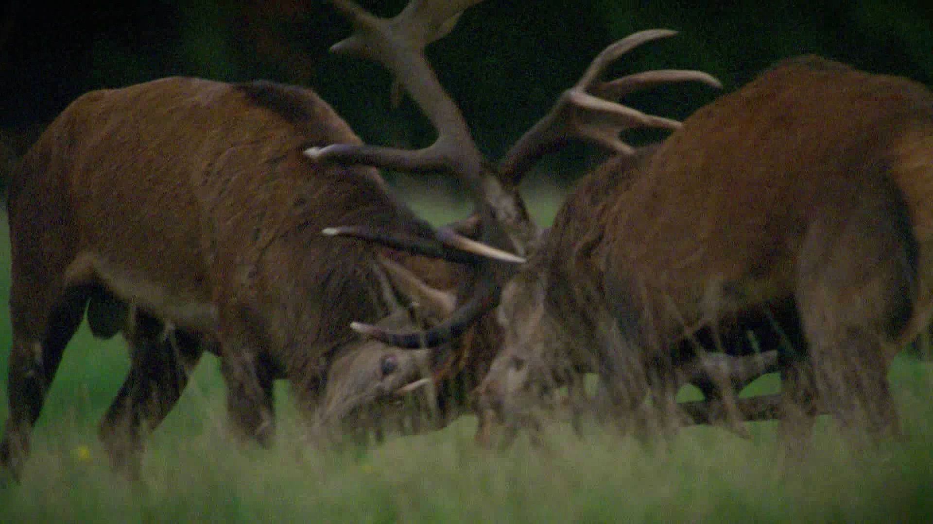 Red deer rivalry during mating season