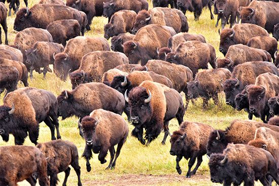 South Dakota: American bison