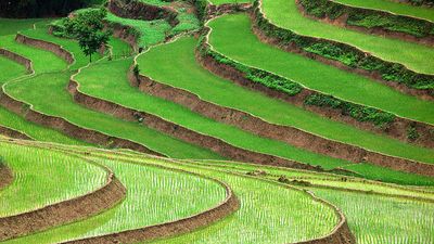 Rice terraces in Vietnam. (food; farm; farming; agriculture; rice terrace; crop; grain; paddy; paddies;garden)