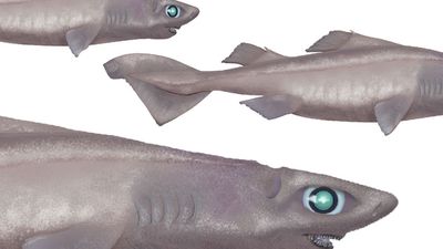 hooktooth dogfish shark (Aculeola nigra), fishes refer to asset 160016 for original art