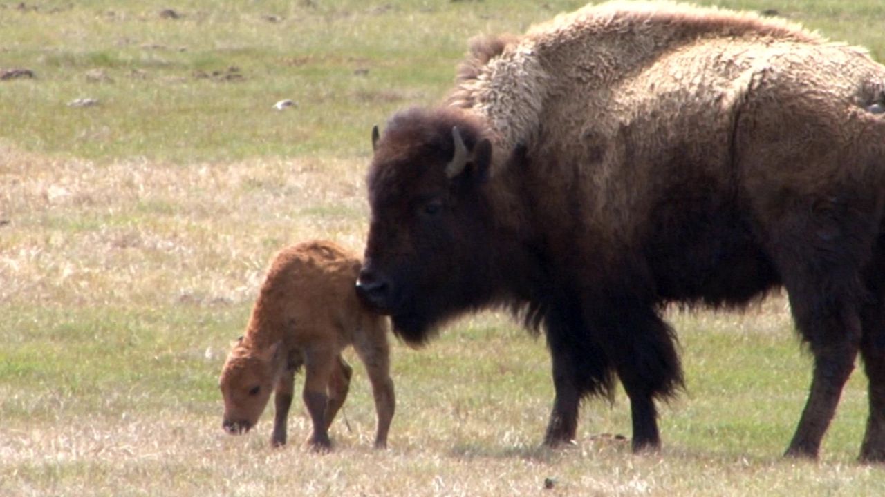 bison