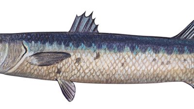 great barracuda