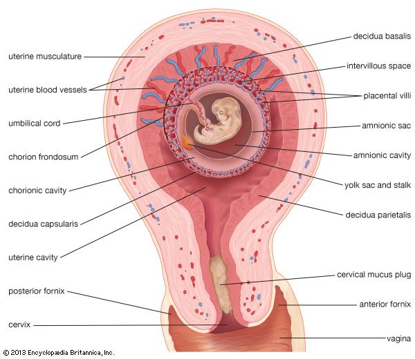 embryonic development