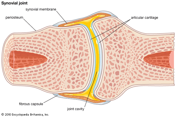 synovial joint