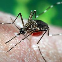 Aedes aegypti mosquito, a carrier of yellow fever, dengue, and dengue hemorrhagic fever.