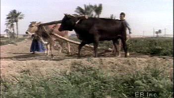 Watch a water buffalo pulling a plow in rural Egypt as an example of traditional farming methods used in Egypt