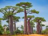 Baobab trees, (genus Adansonia) in Madagascar. Baobab trees are categorized under nine species of deciduous trees of the hibiscus, or mallow, family (Malvaceae).