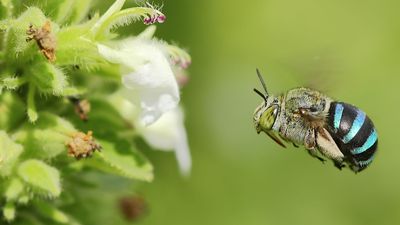 Solitary bee