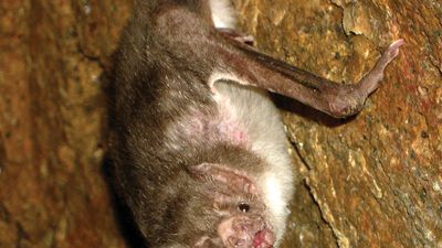 common vampire bat