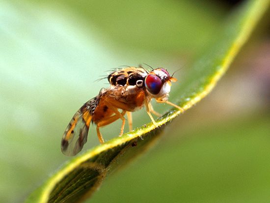 Mediterranean fruit fly