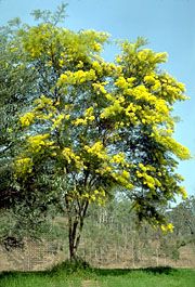 wattle