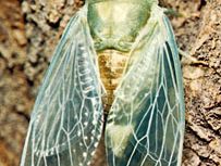 cicada