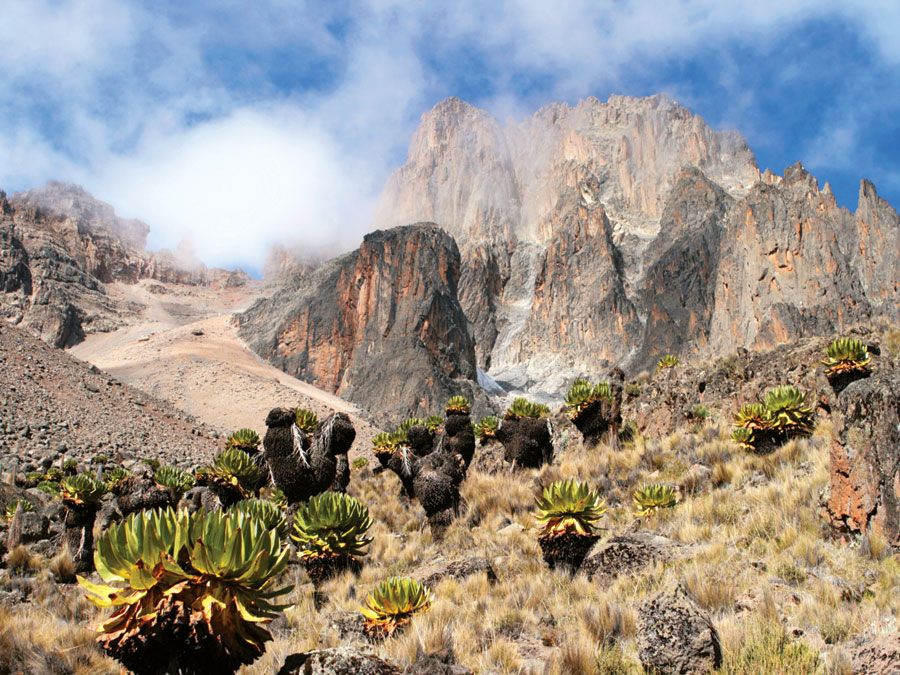 Mount Kenya in Mount Kenya National Park is the highest mountain in Africa. UNESCO World Heritage Site. Giant Lobelia in foreground.  (Mt. Kenya; Mt. Kenya National Park;  mountains; rugged mountain; African geography, African landscape, stratovolcano)