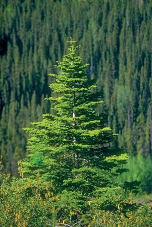 spruce tree