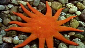 examine a variety of echinoderm species such as starfish, basket star, sand dollar, and sea cucumber