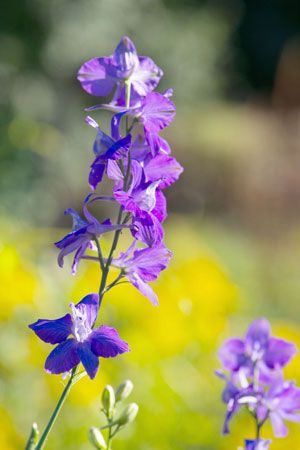 larkspur