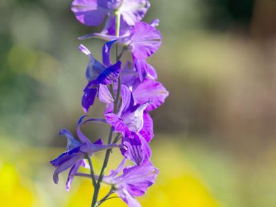 larkspur