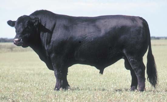 Black Angus bull