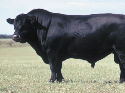 Black Angus bull