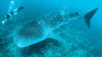 whale shark