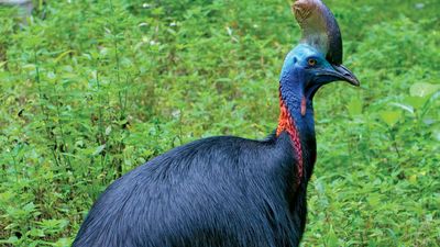 southern cassowary