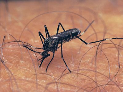 Aedes mosquito; mosquito-borne disease