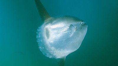 mola