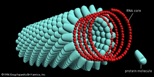 Tobacco mosaic virus