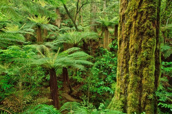 Whirinaki Te Pua-a-Tāne Conservation Park