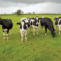 Group of black and white cows in a pasture, Waltshire, England.