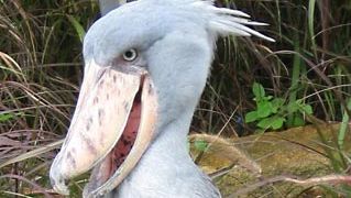 shoebill