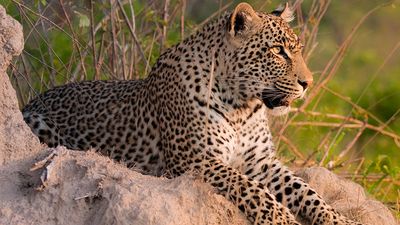 Leopard. Leopard (Panthera pardus) male leopard on a termite mound in Sabi Sand nature reserve, South Africa. panther, mammal, large cat, animal