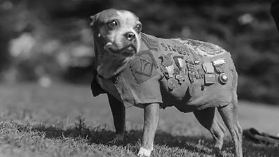 Sergeant Stubby or also known as Mascot Stubby. Unofficial mascot dog of the 102nd Infantry Regiment of the United States with the 26th (Yankee) Division in World War I. War dog. Possibly a Boston terrier - also sometimes described as a Boston bull terrier