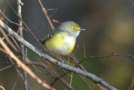 white-eyed vireo