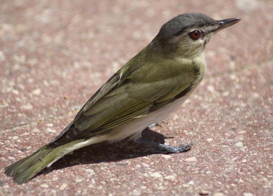 red-eyed vireo