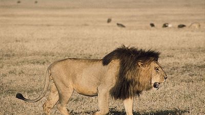 A male lion