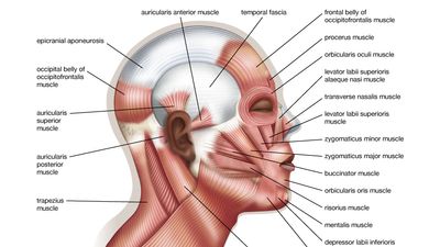 Muscles of facial expression, human anatomy, (Netter replacement project - SSC). Human face, human head.