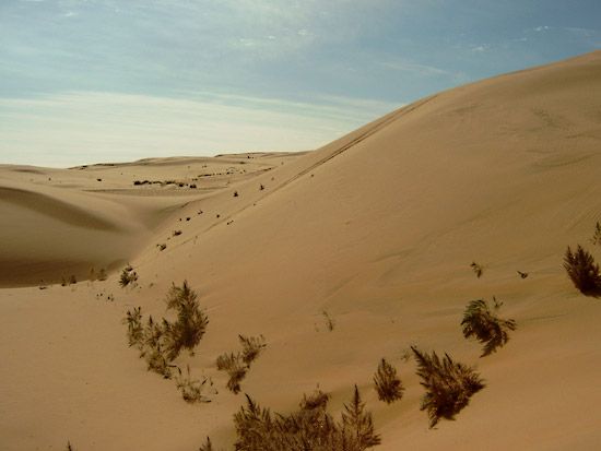 desert: Gobi