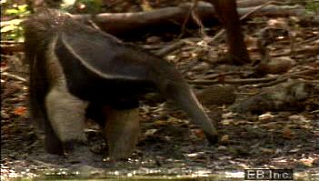 Observe a giant anteater using its long muzzle and wormlike tongue to eat and drink