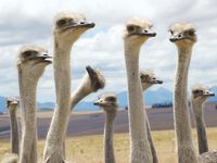 Close-up of ostriches (Struthio camelus) necks and heads; location unknown.