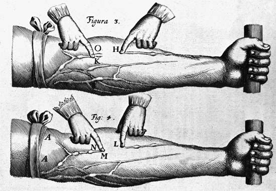 William Harvey's theory of the circulation of blood