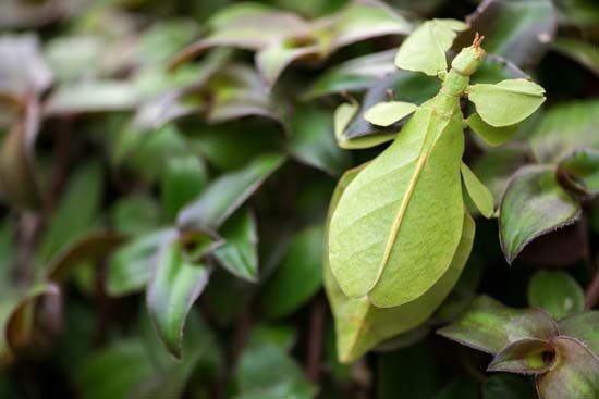 Leaf insect