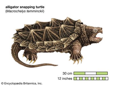 alligator snapping turtle (Macrochelys temminckii)