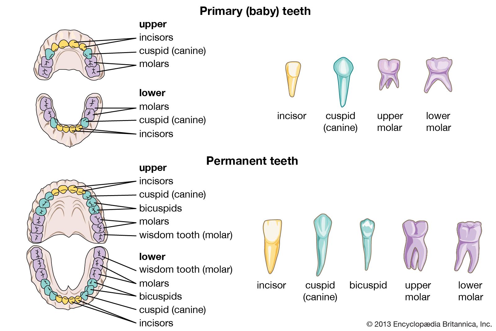 Different Types Of Teeth Diagram | My XXX Hot Girl