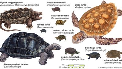 species of turtles