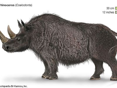 woolly rhinoceros