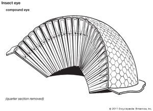 insect eye