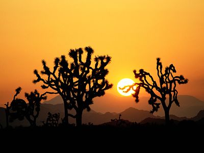 Joshua trees at sunset, Joshua Tree National Monument, California